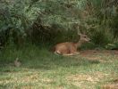 Tierwelt im Capitol Reef NP